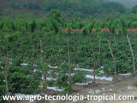 Acolchado plástico puede sustituir herbicidas escasos Escasez de herbicidas impulsa uso de acolchado plastico